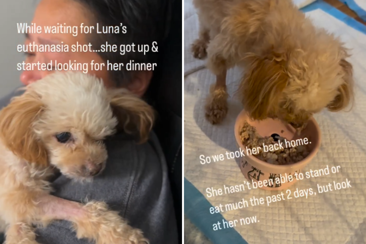 Senior Dog About To Be Euthanized, Then She Does the Unexpected—'Not ...