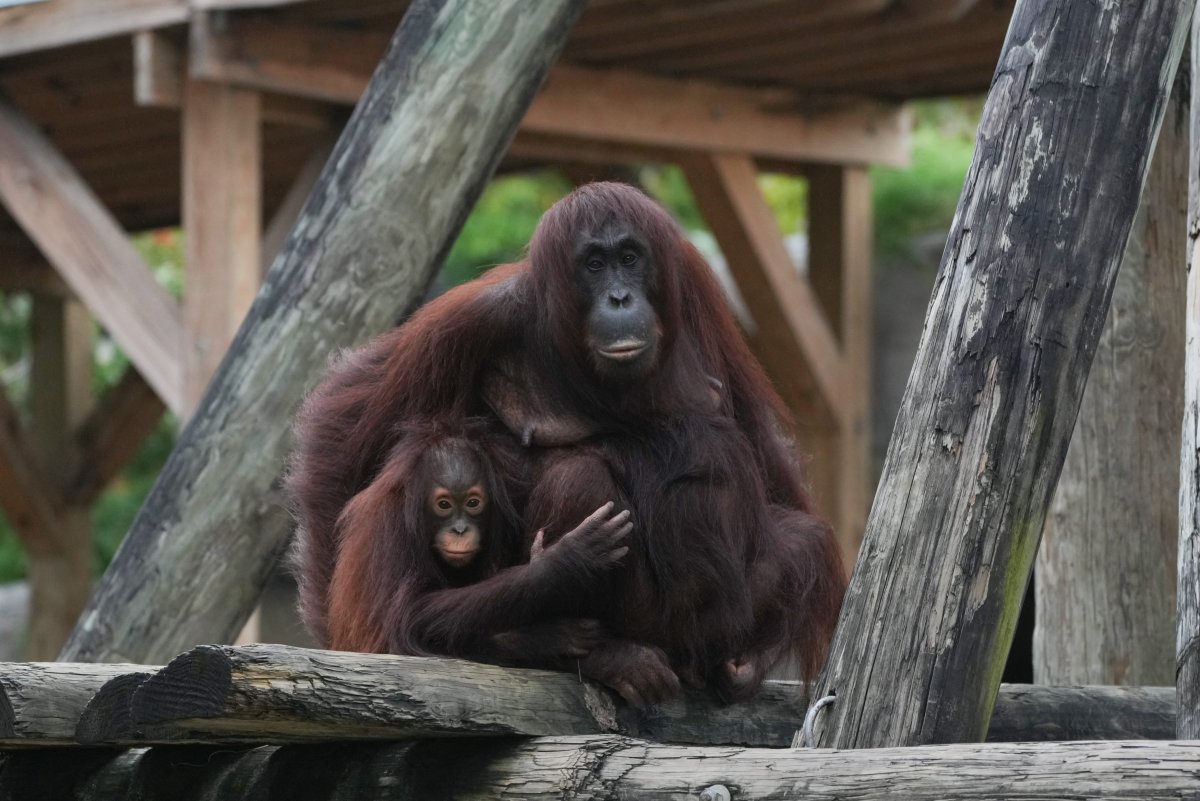 Mono del zoológico de Tampa