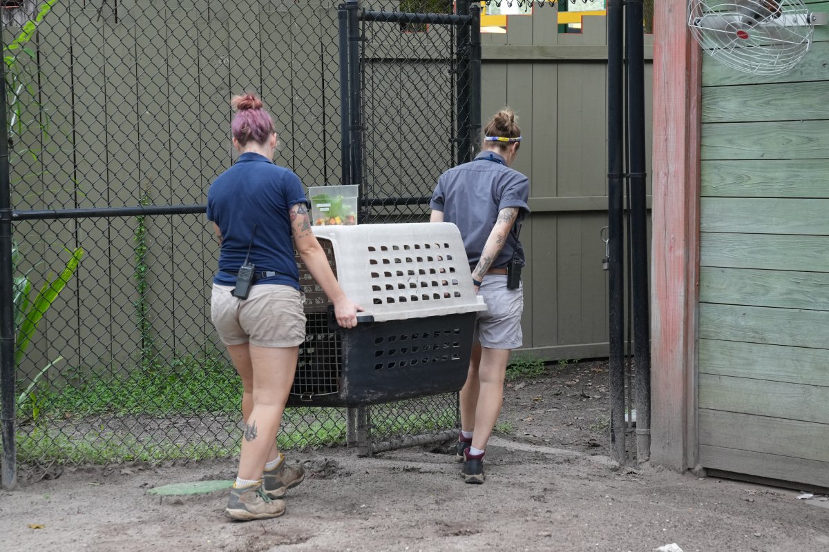 Evacuación de animales en Florida