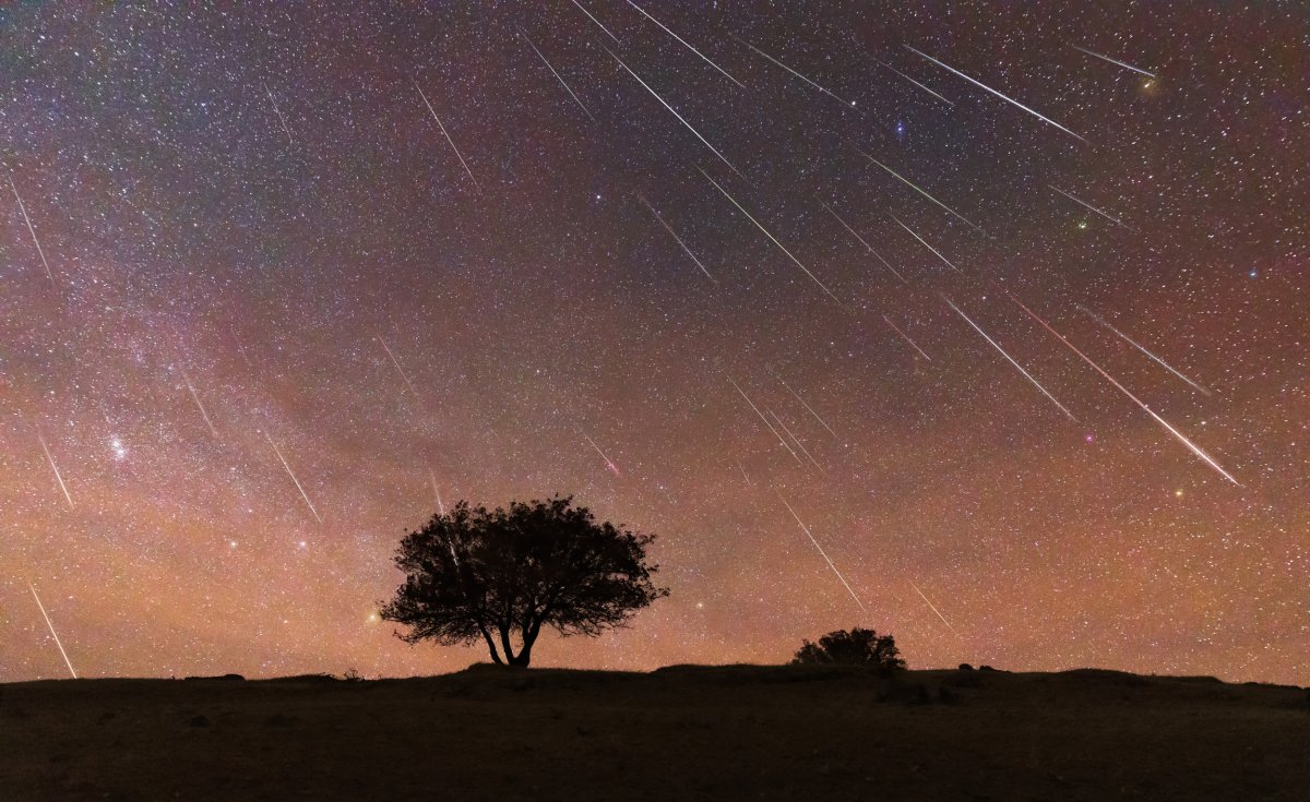 Tree under meteor shower