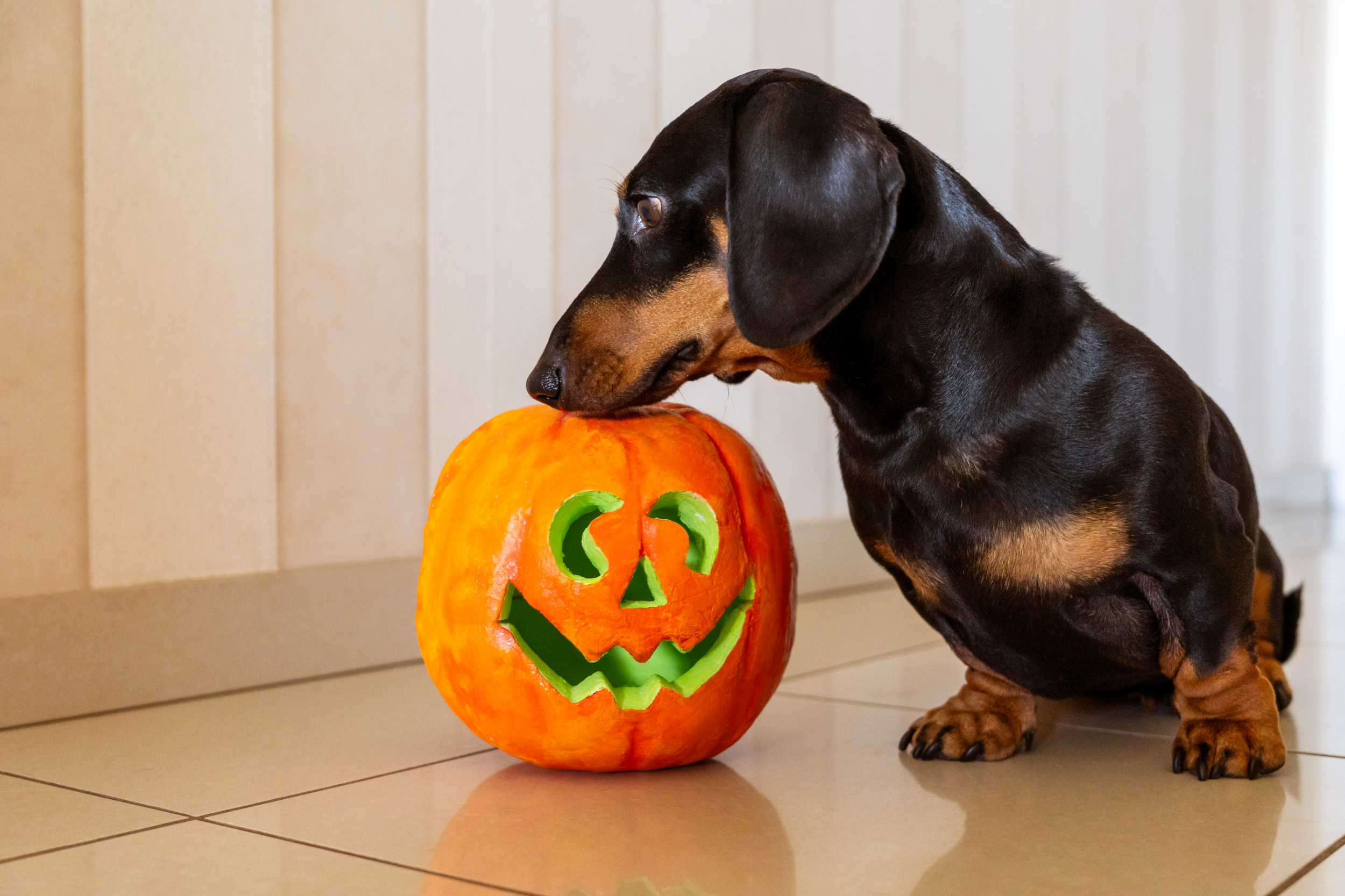 Dachshunds in Hysterics: The Halloween Dummy That Stole the Show!