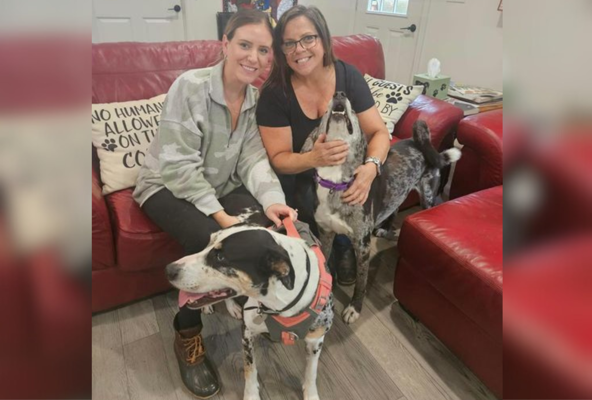 dog adopted
