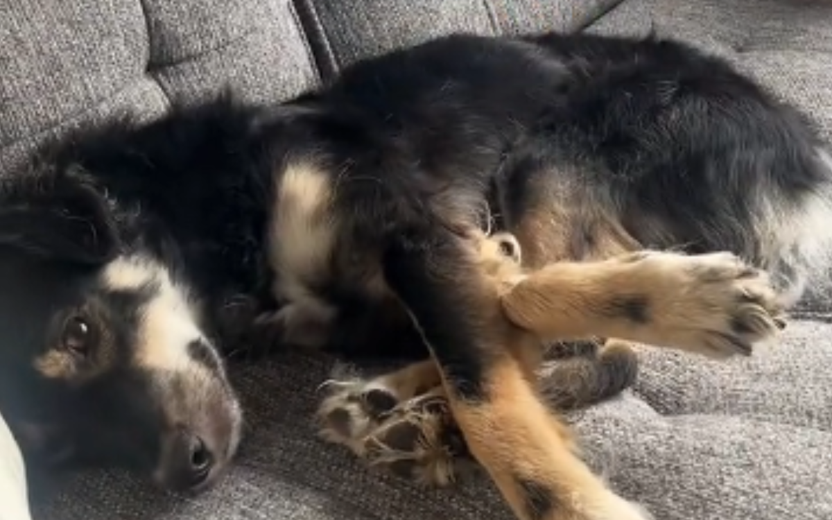 Runi the Serbian rescue dog.