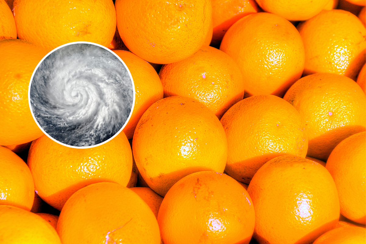 Florida oranges and a hurricane