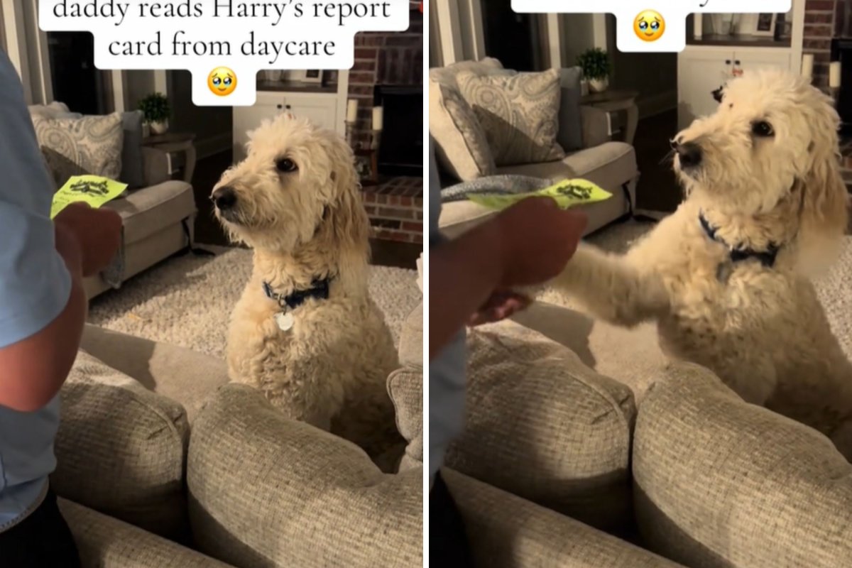 Goldendoodle listens to report card