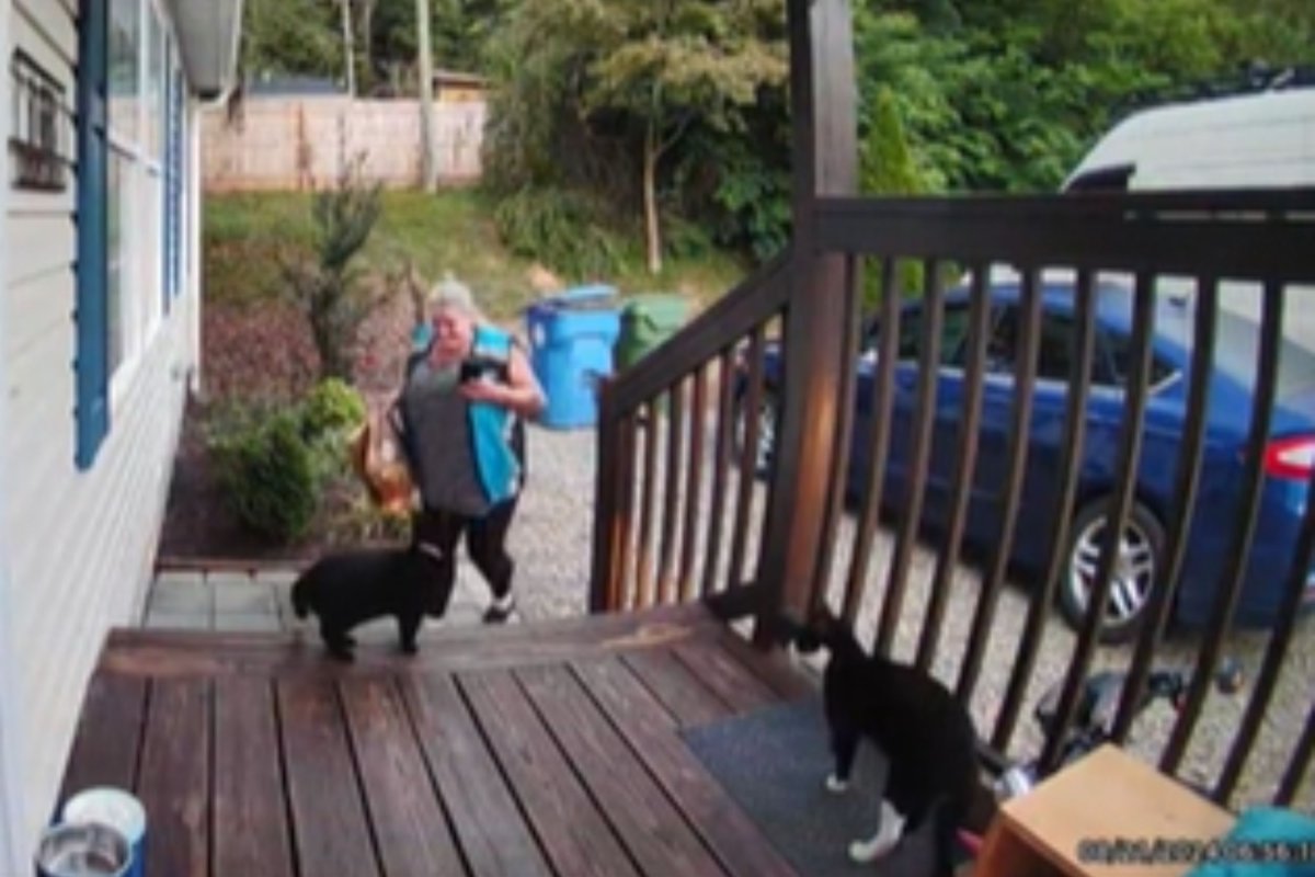 Delivery driver interacting with cats