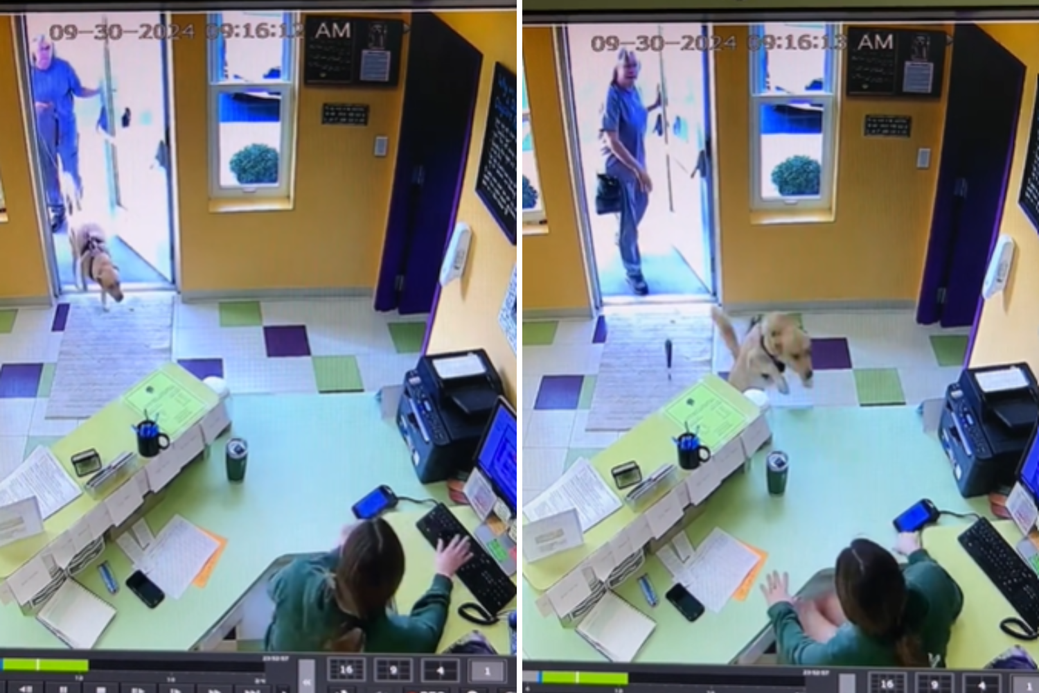 Dog’s Hilarious Short Cut to Daycare Has Everyone Laughing!