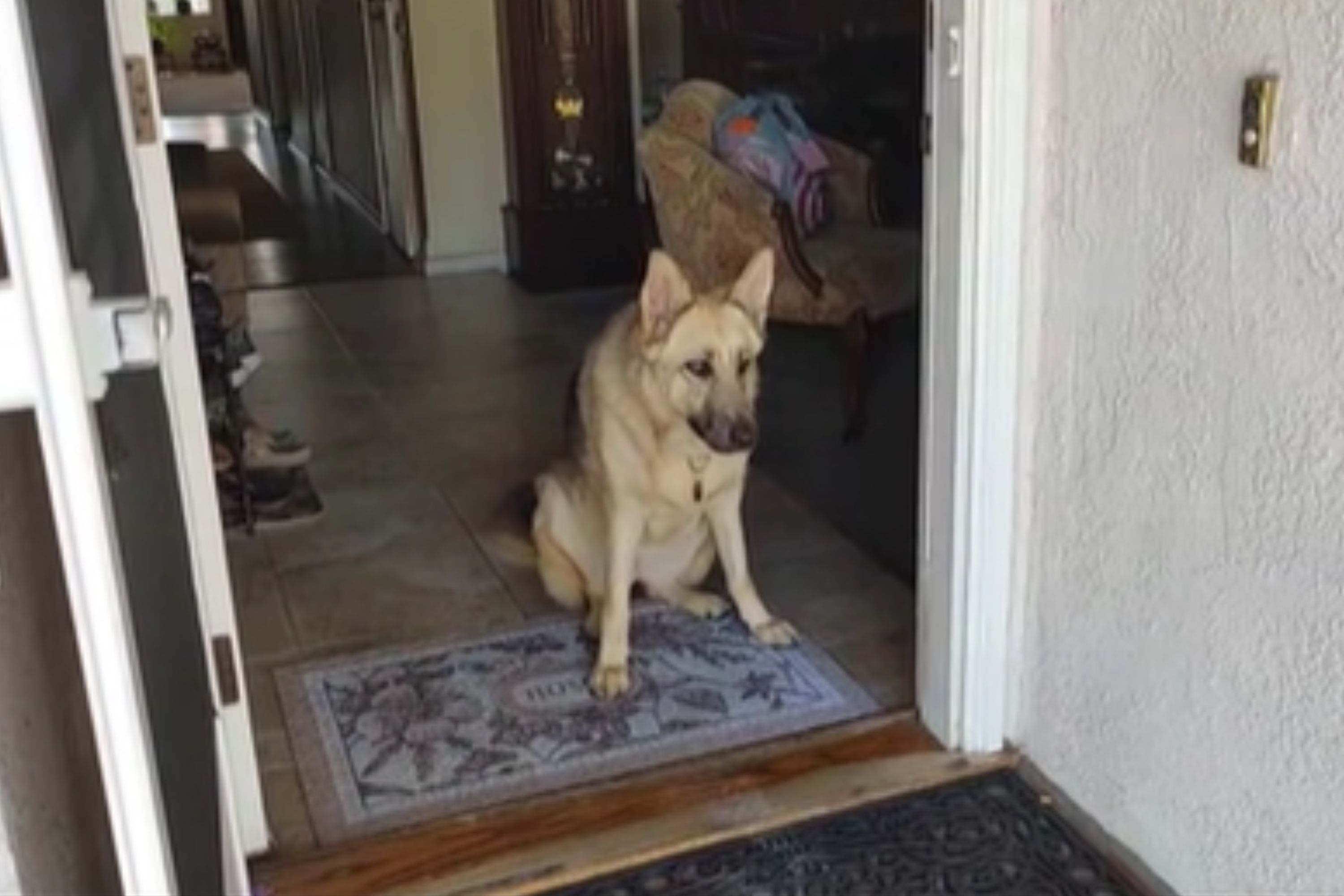 女性が保護犬を虐待した飼い主にメッセージ「あなたは彼女を壊したわけではない」