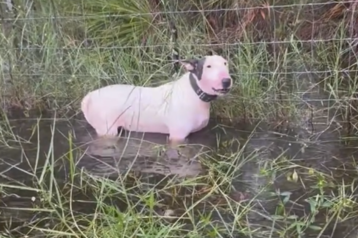 A Florida police rescue dog tied to a pole