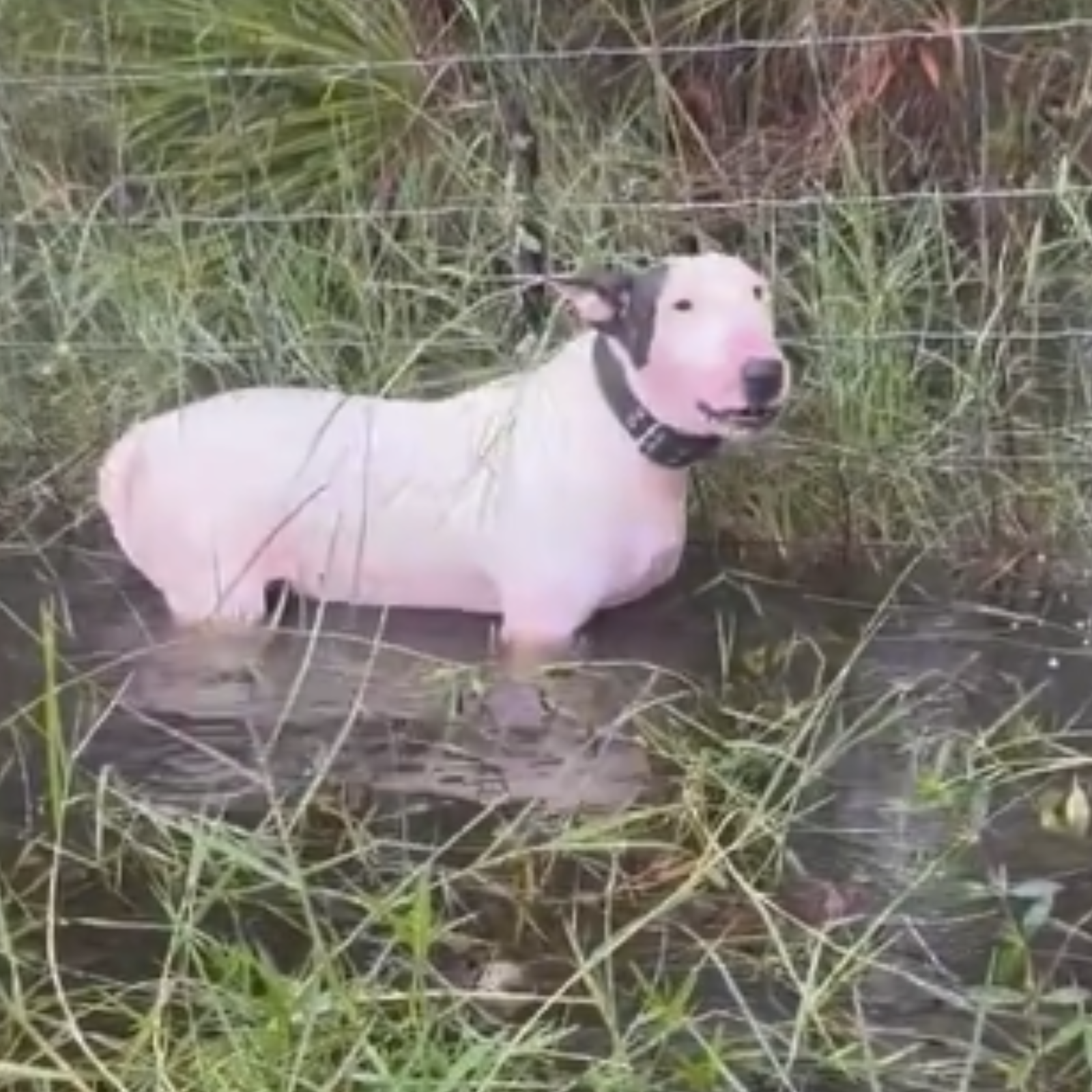 Florida Highway Trooper Rescues Dog Tied to Fence as Hurricane Milton Approaches