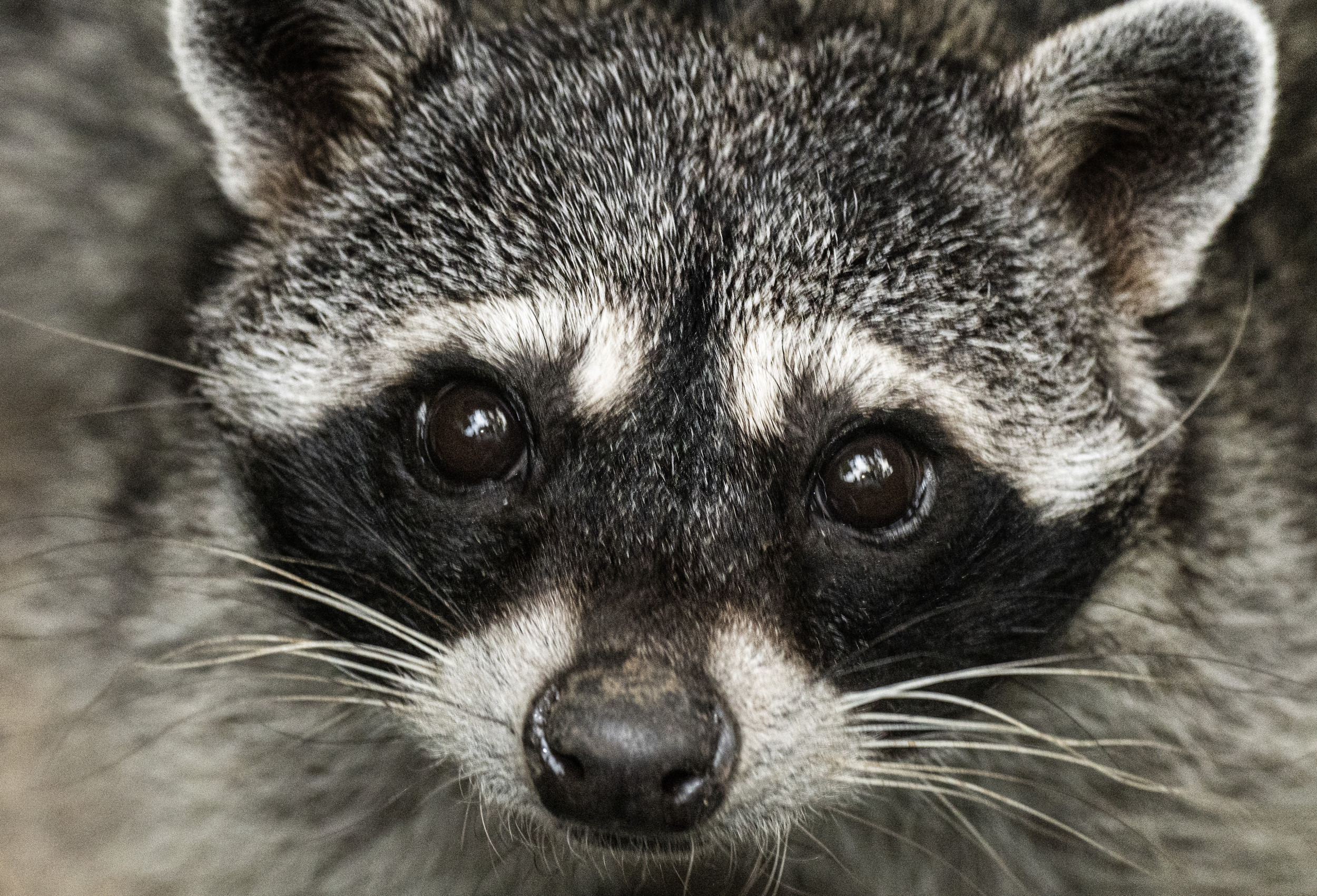 Woman Calls 911 After Home Swarmed by Nearly 100 Raccoons