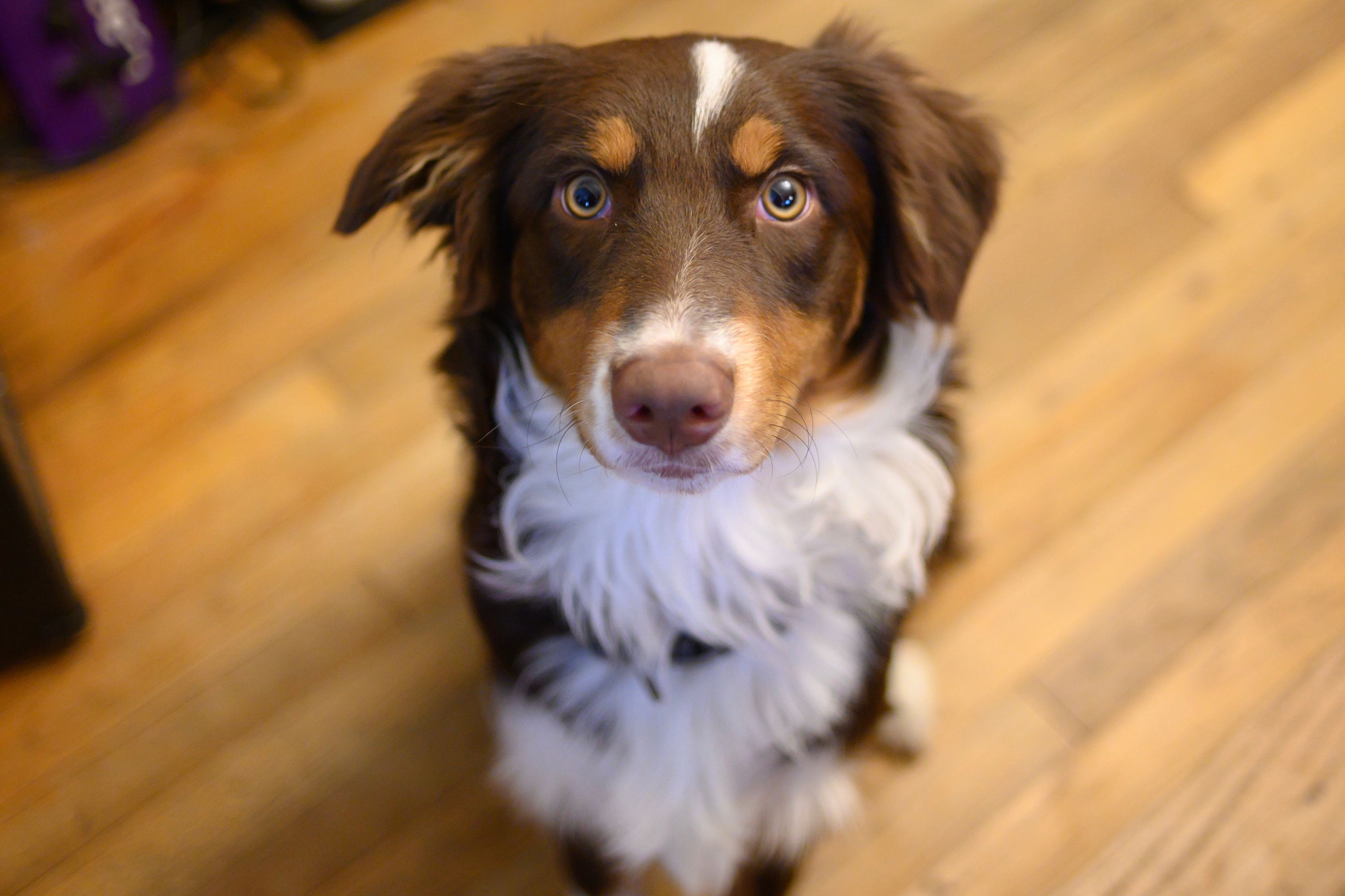 Australian shepherd who “loves his job” herds dog brother instead of sheep