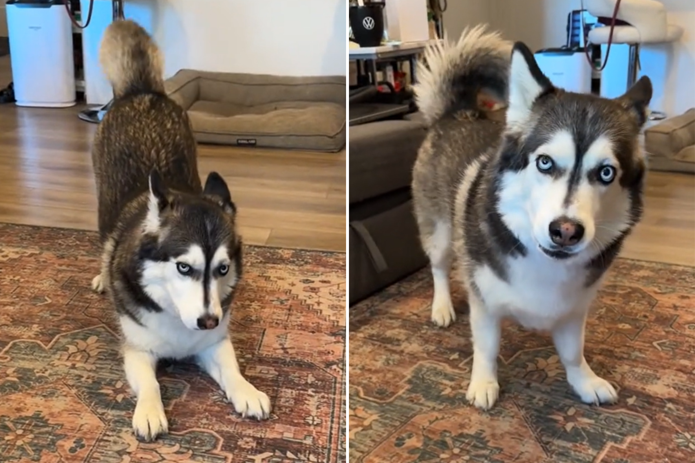 Mix of corgi and shops husky