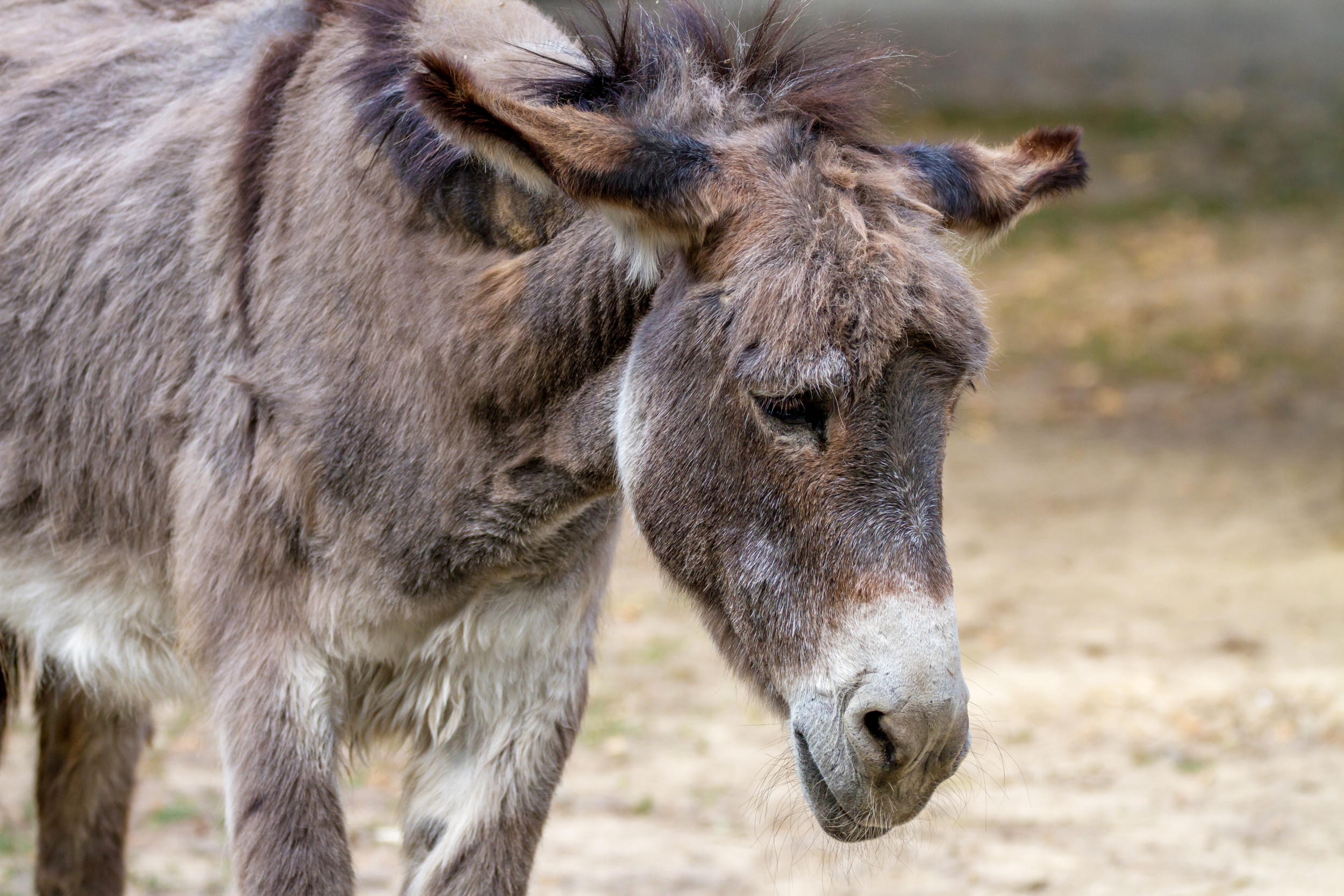 Farmer’s Soothing Bond with Donkey Amid Hurricane Milton