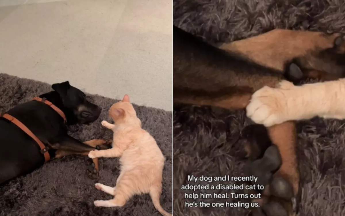 Paralyzed cat dumped at Shelter forms bond with rescue dog: "Healing us"