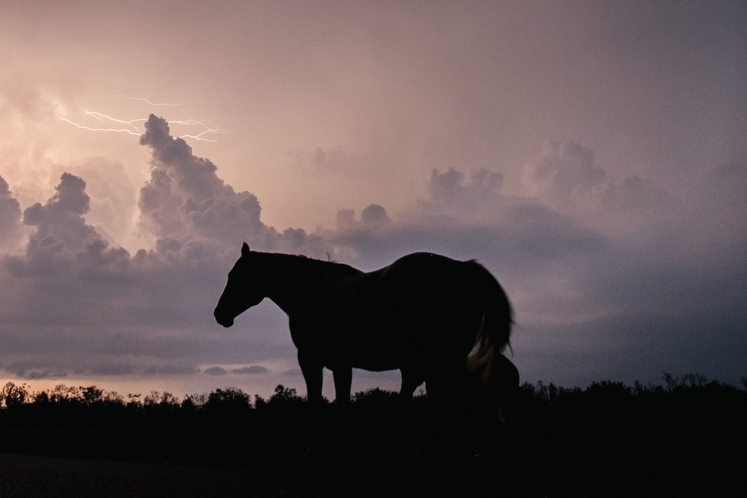 Woman Criticized for Abandoning Horse During Hurricane Milton