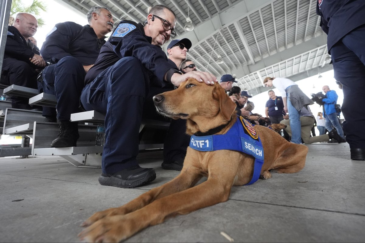 Looking for a rescue dog ready for Hurricane Milton 