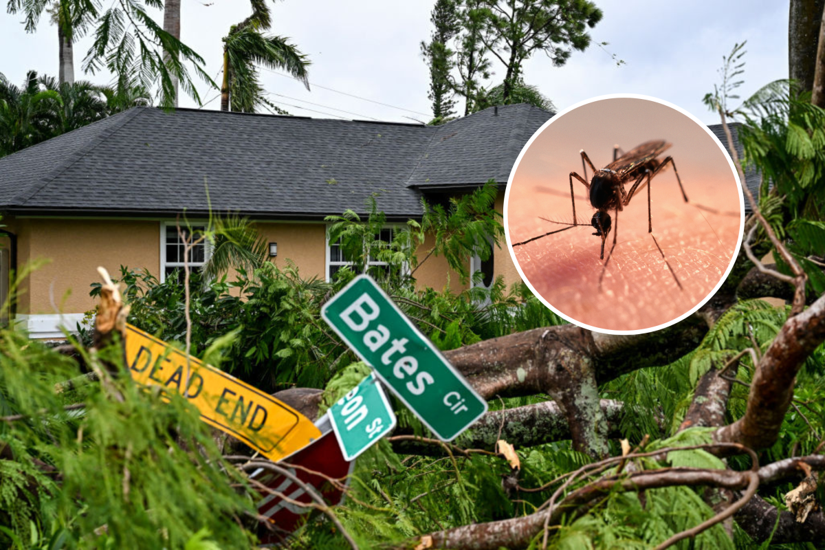 Mosquitoes after hurricane milton