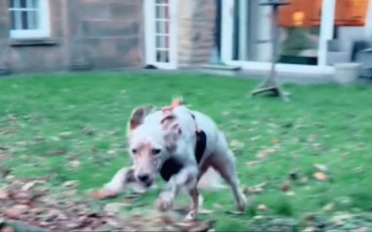 Moment Rescue Dog Realizes She Still Has a Home After Returning From