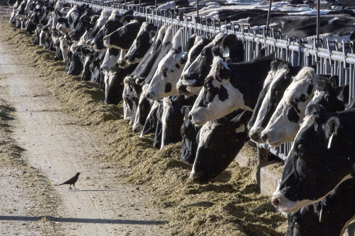 “Stunning”: Hen-flu inflamed farm animals dumped at California roadside