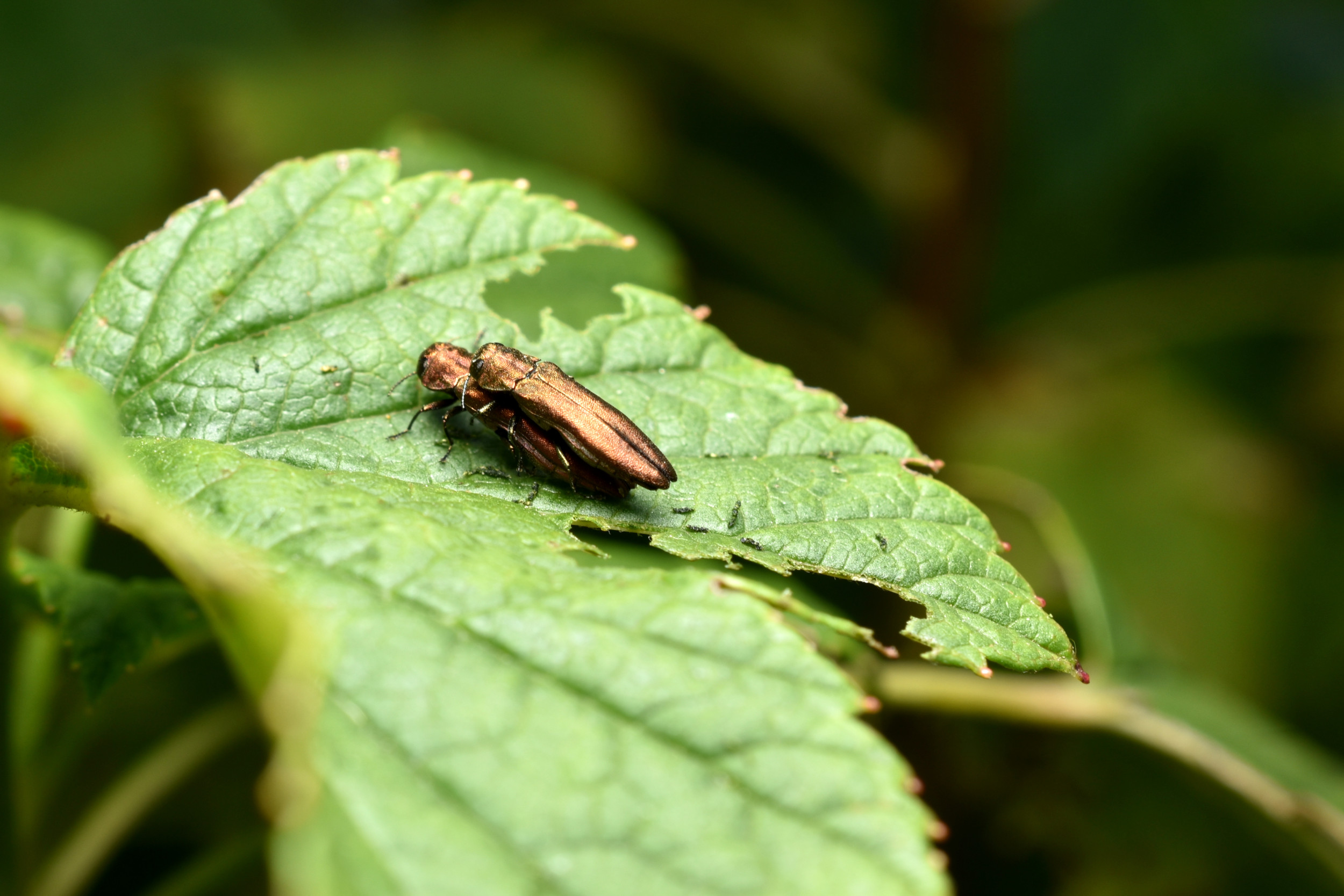 Ash Bore Beetle Wreaks Havoc: 67,000 Trees Lost,  Million Bill for Taxpayers