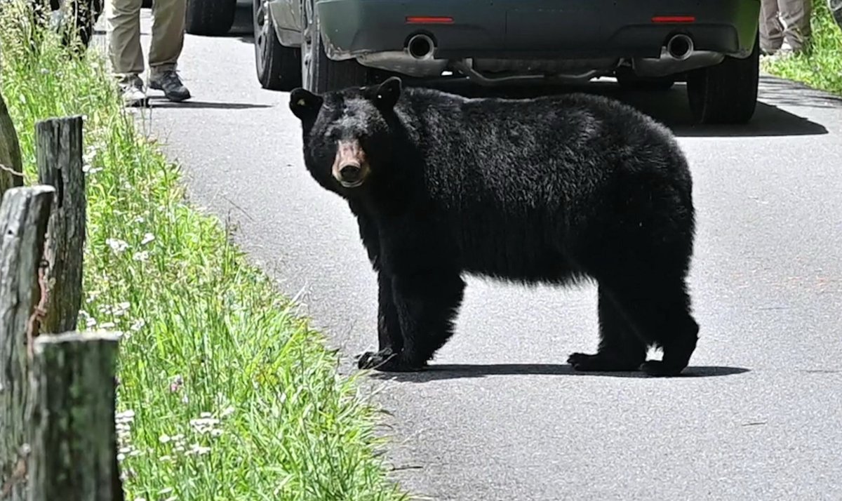 Bear standing on road in Tennessee. 