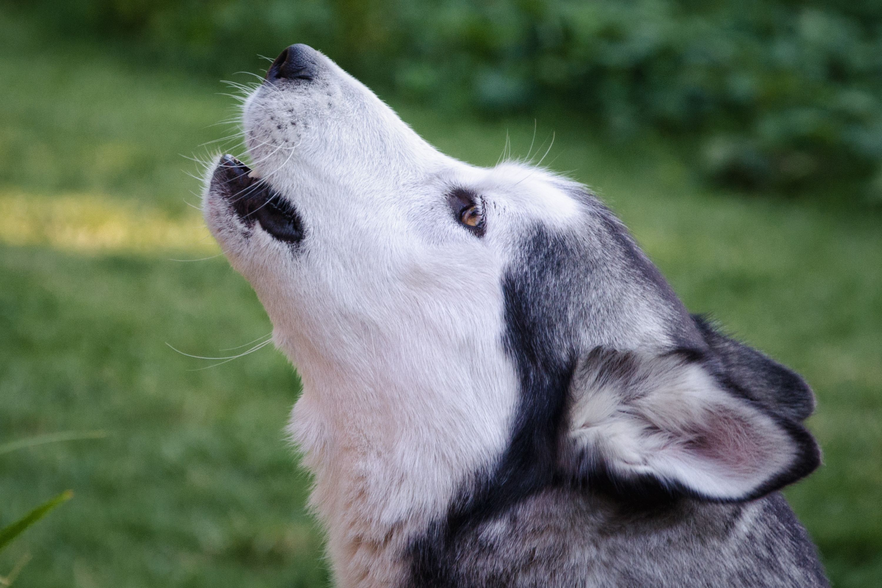 Clearance how to stop husky from howling Store