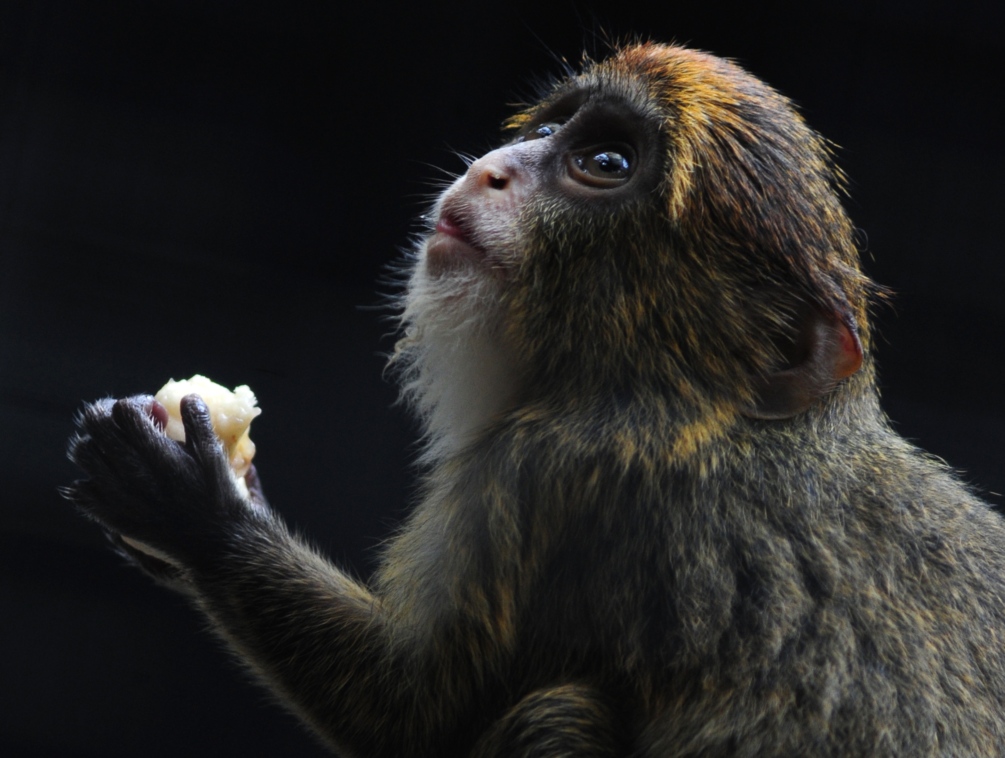 Hong Kong Zoo Monkey Deaths Spark Alarm