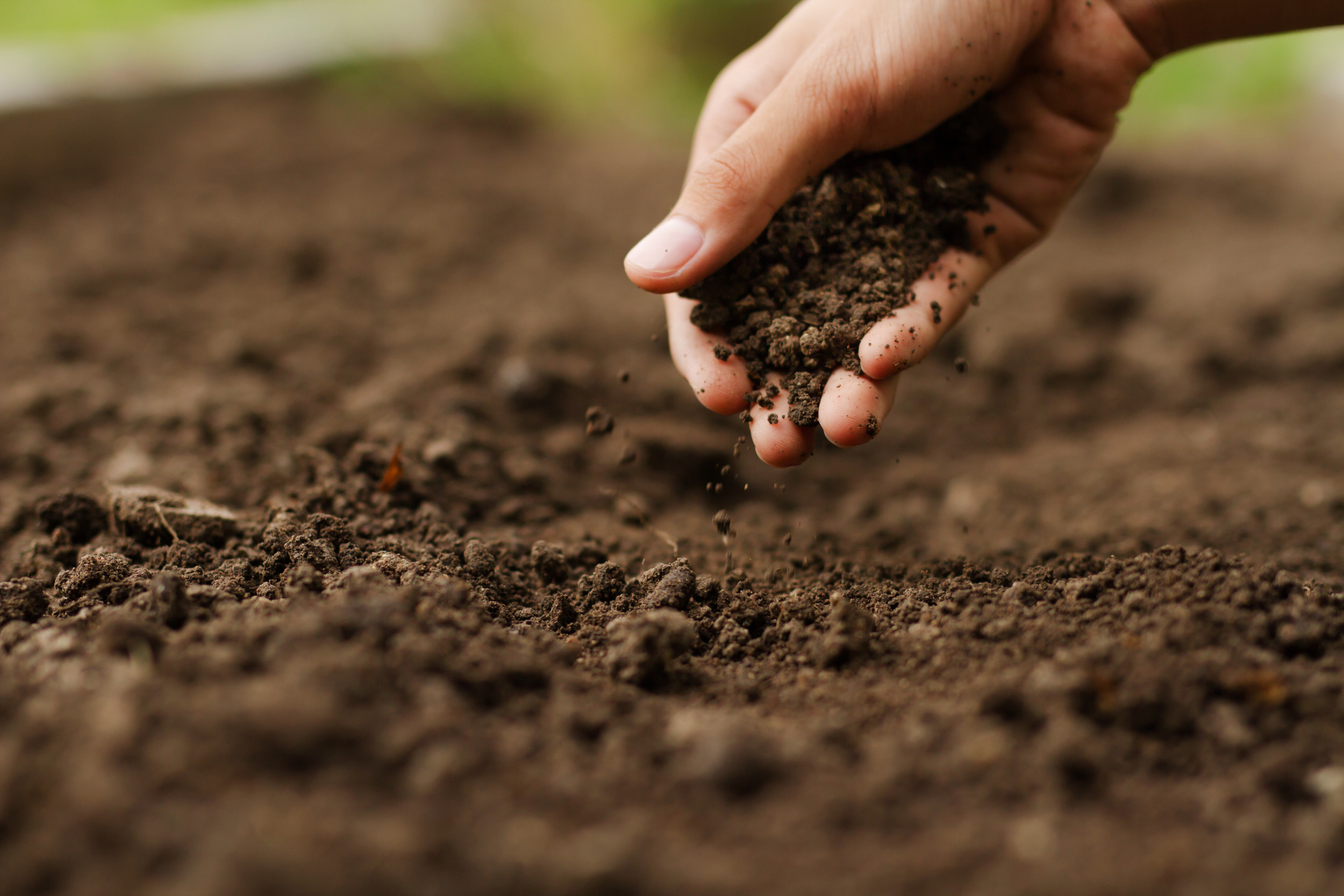 Hand checking soil on ground