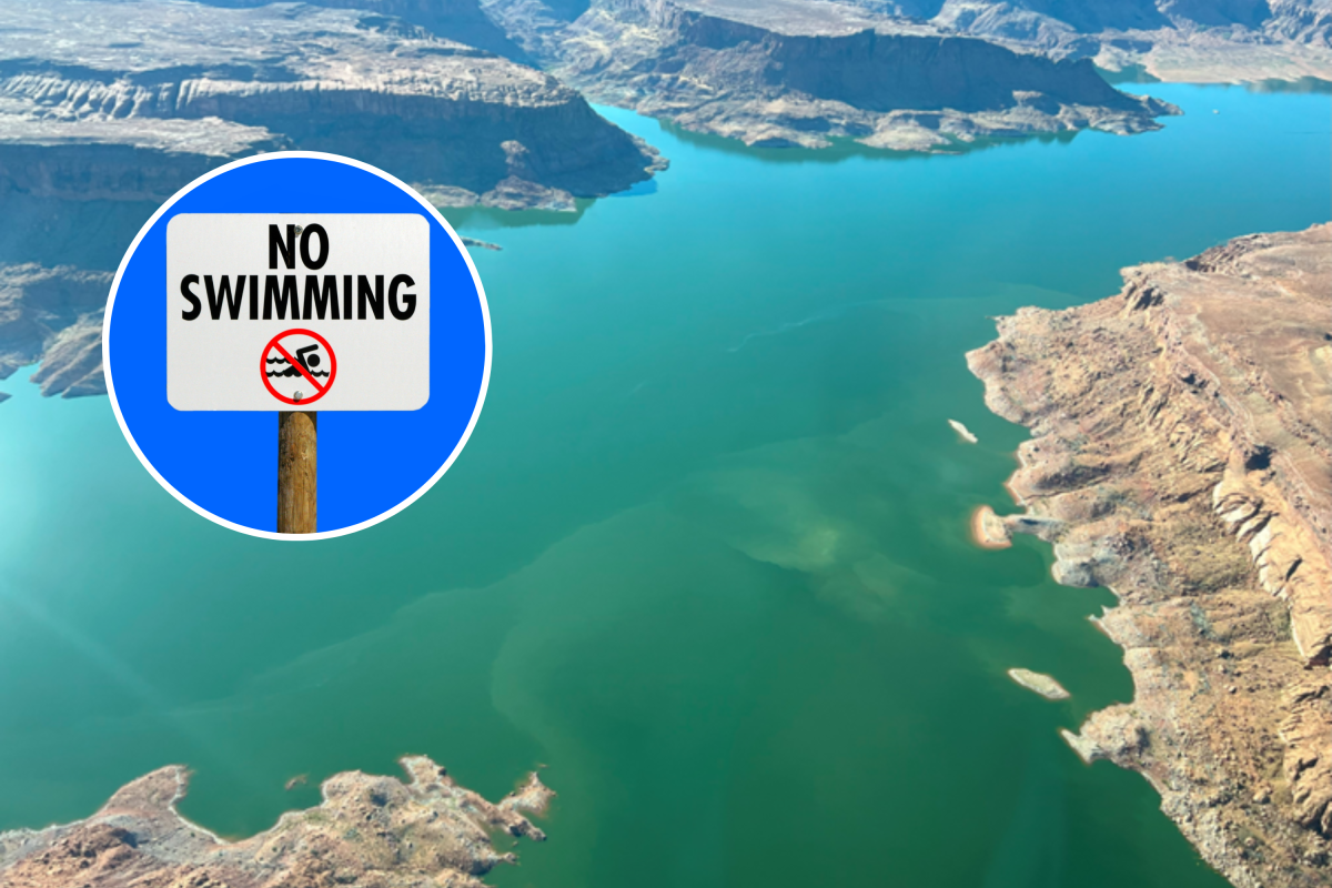 Blue green algae at Lake Powell