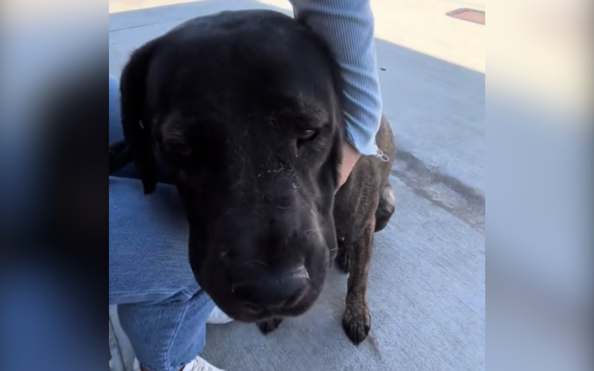 Heartbreak as Rescue Dog Returned To Shelter for ‘Being Too Puppy Like’