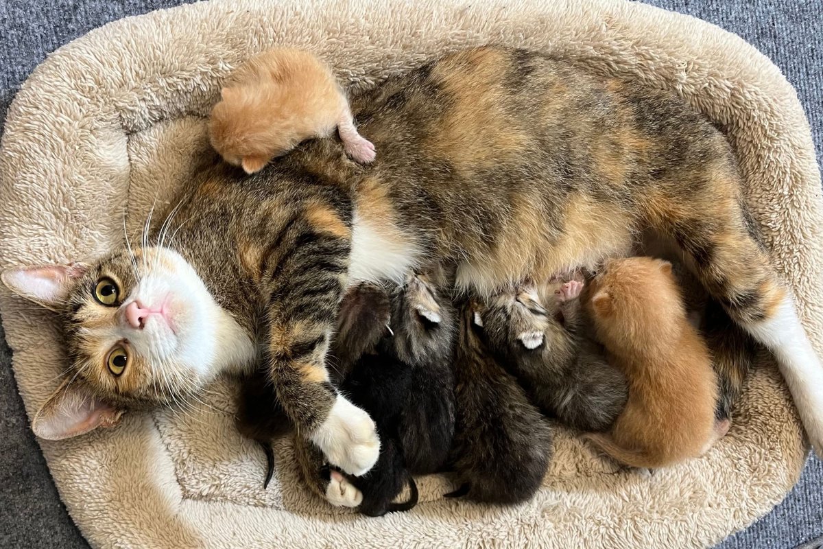 Salva a la madre gata y a sus gatitos.