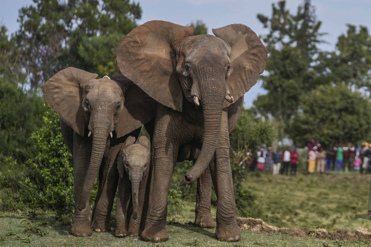 elephants at Aberdare National Park, Kenya