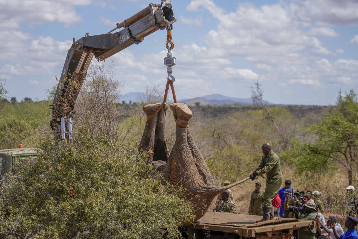 elephants at Aberdare National Park, Kenya