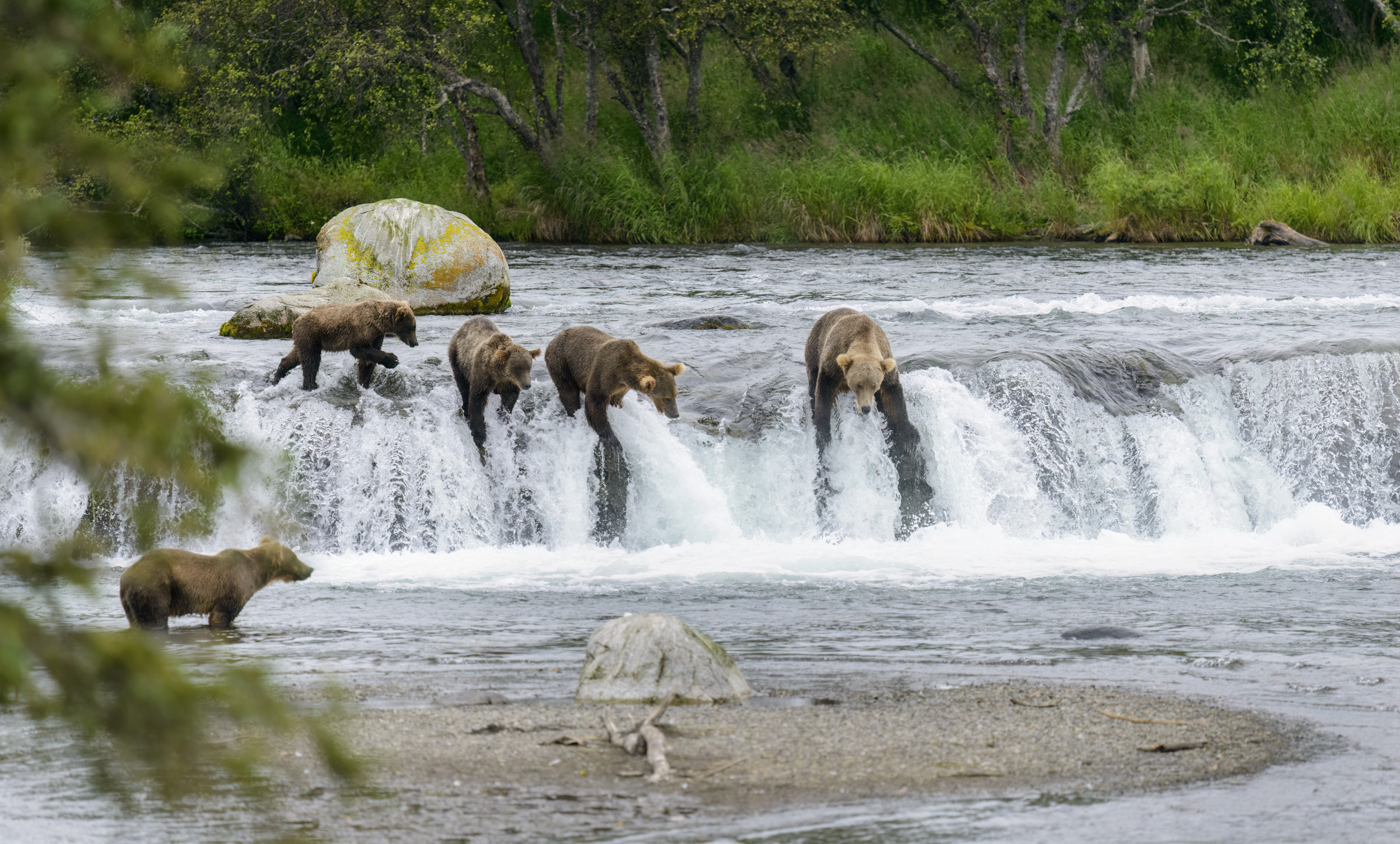 “Captivating Moment: Woman Captures Bears Fishing in Alaska’s Wilderness”