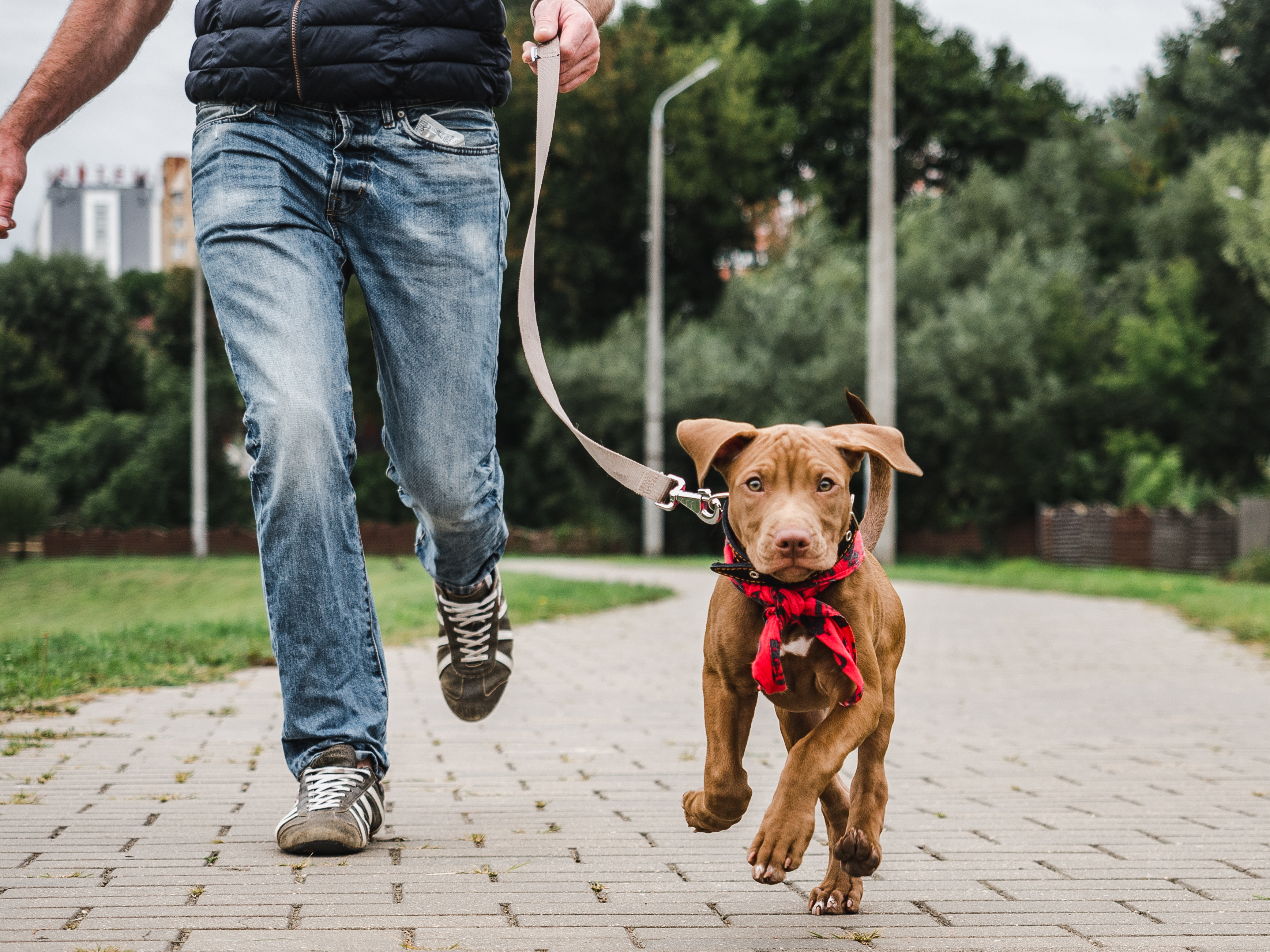 A Woman Shares Her Unique Reason for Walking Her Dogs Separately