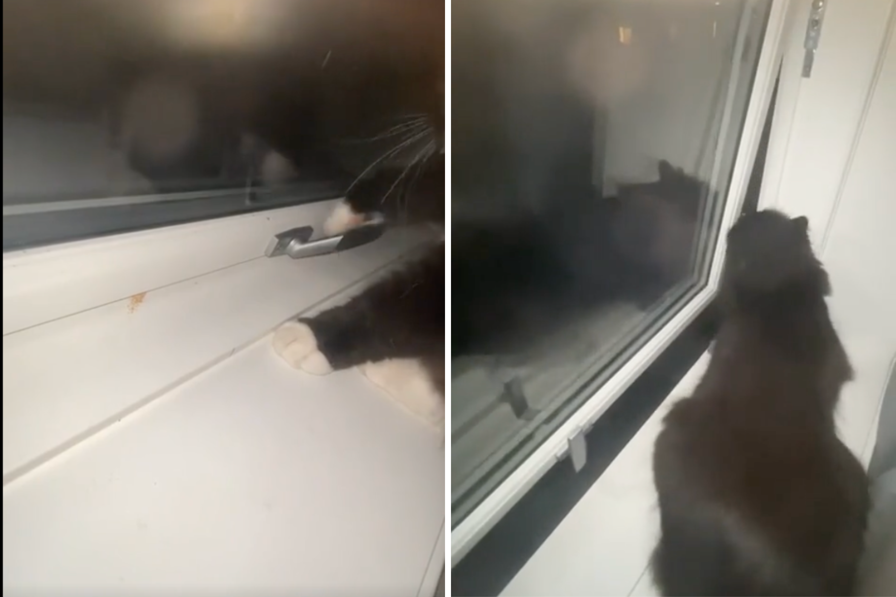 Mom Blames Son for Leaving Windows Open, Then Discovers the Real Culprit