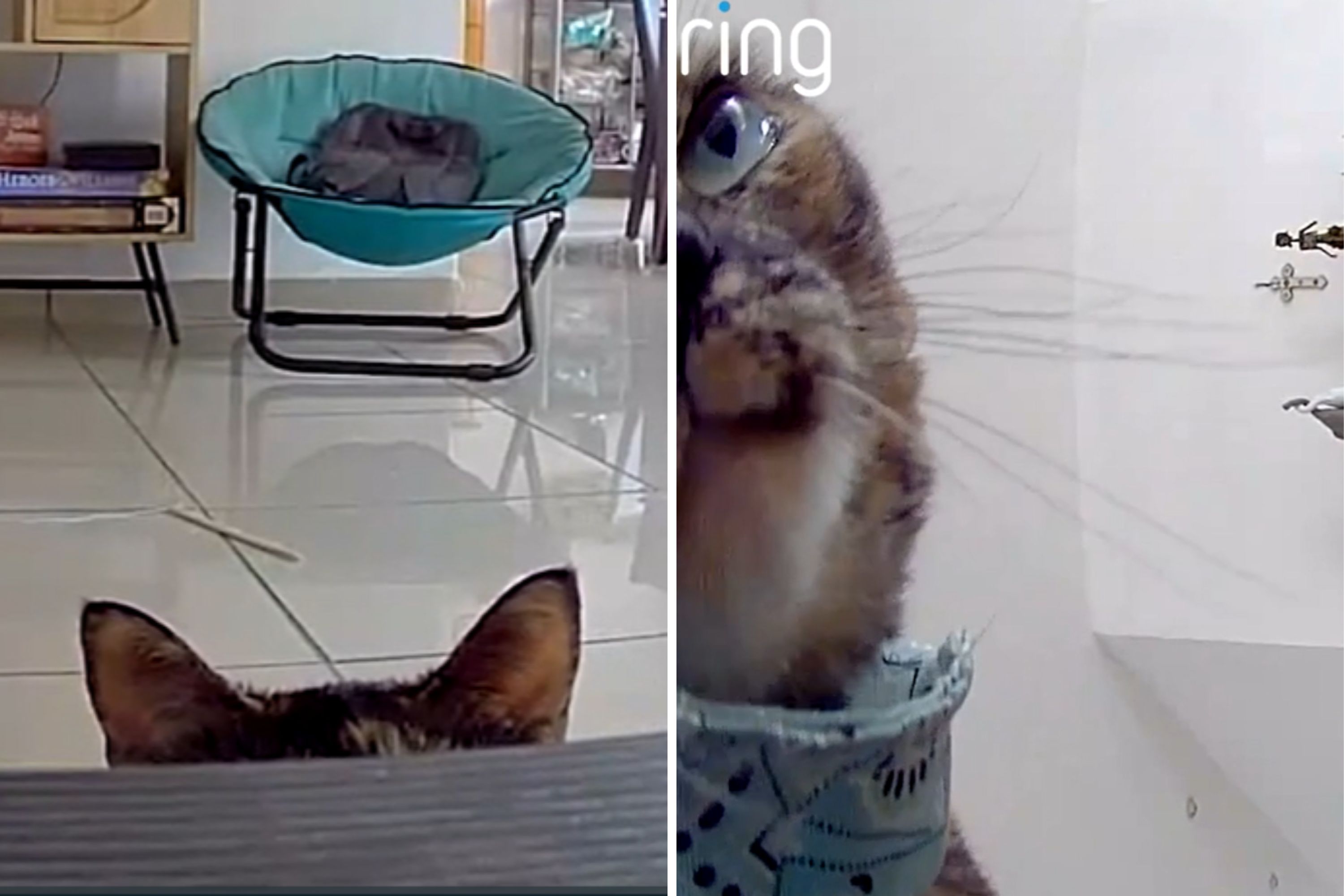 Cat’s Surprising Reaction to Hearing Owner’s Voice on Pet Cam