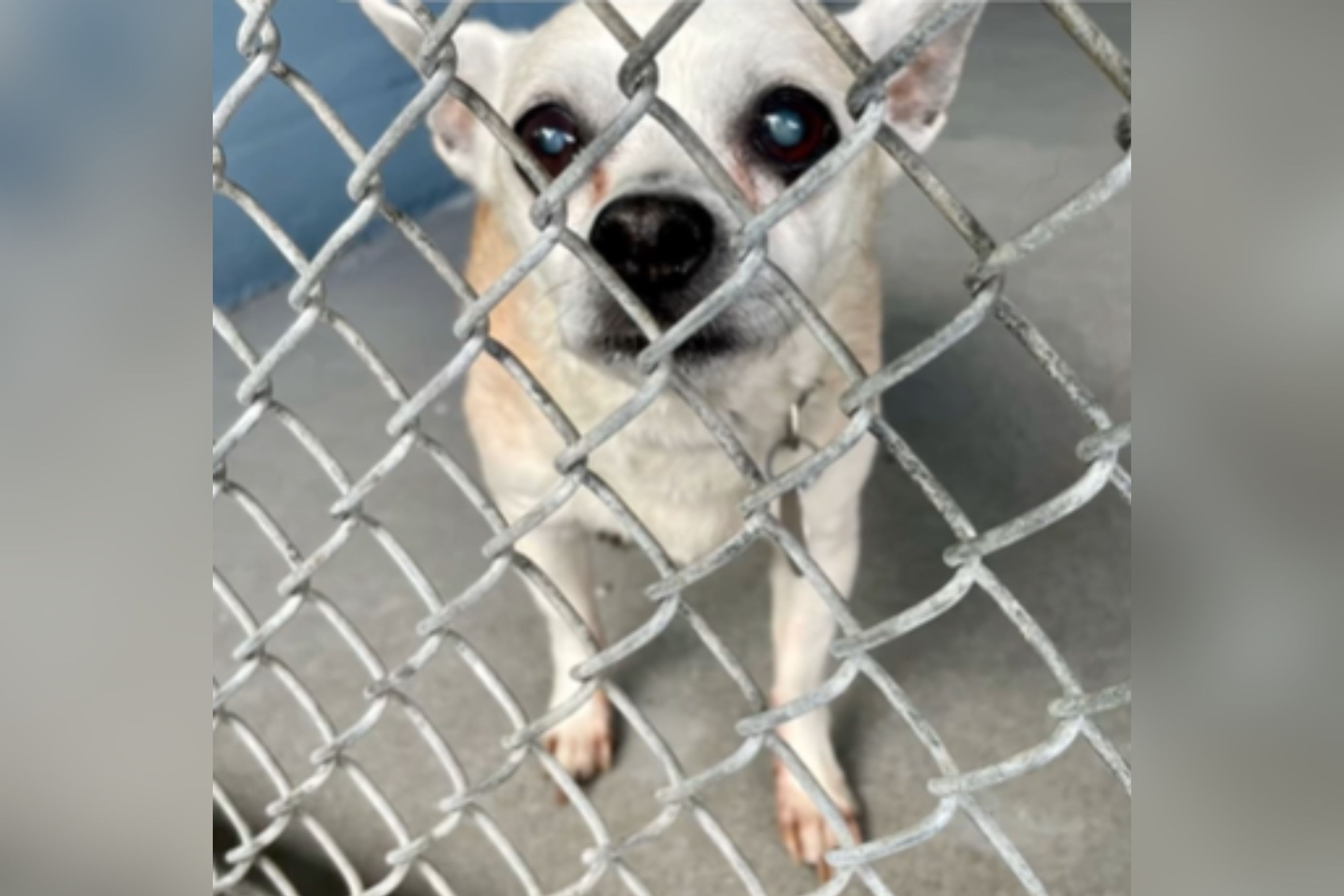 Woman Welcomes 18-Year-Old Shelter Dog, Ensures His Most Joyful Final Months