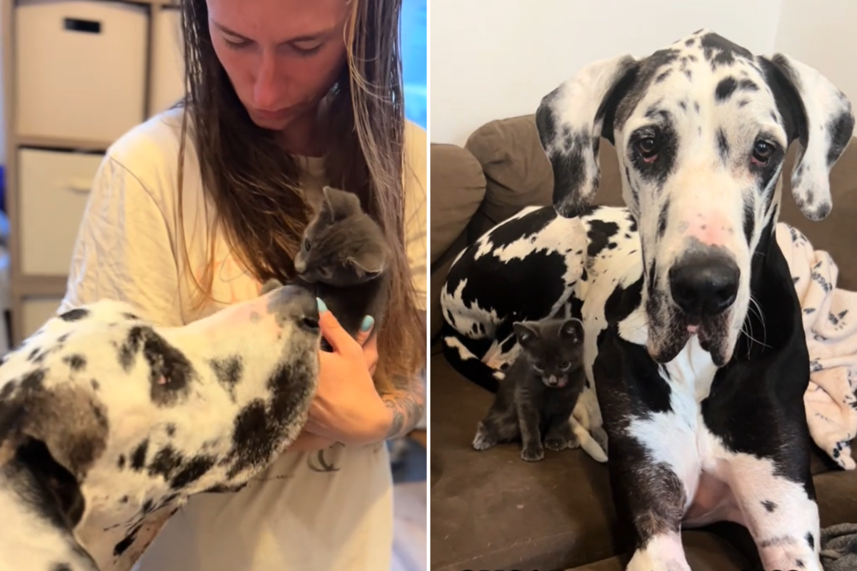 Big Dane and kitten