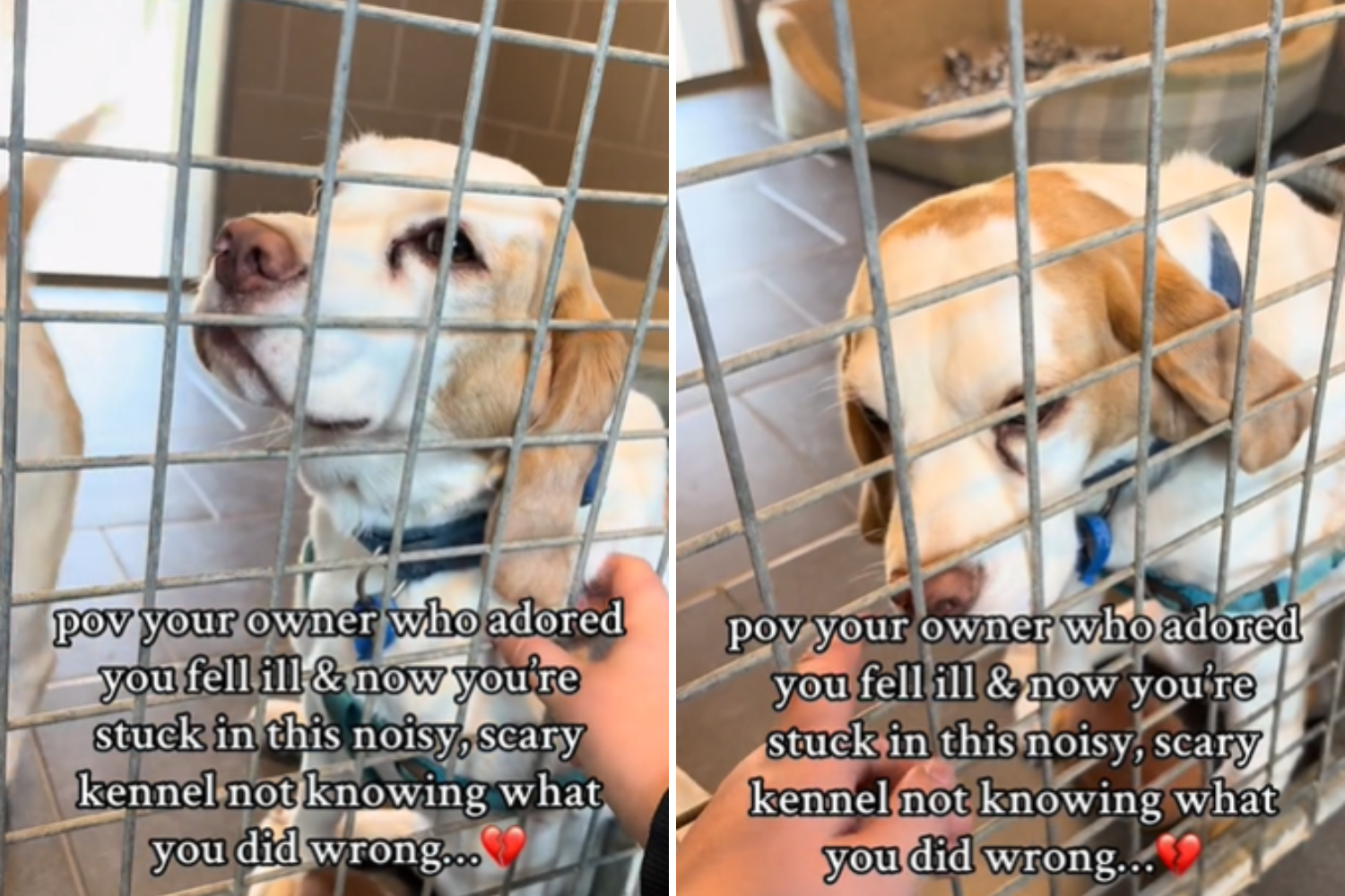 “Dog’s Confused Expression After Finding Himself in a Shelter”