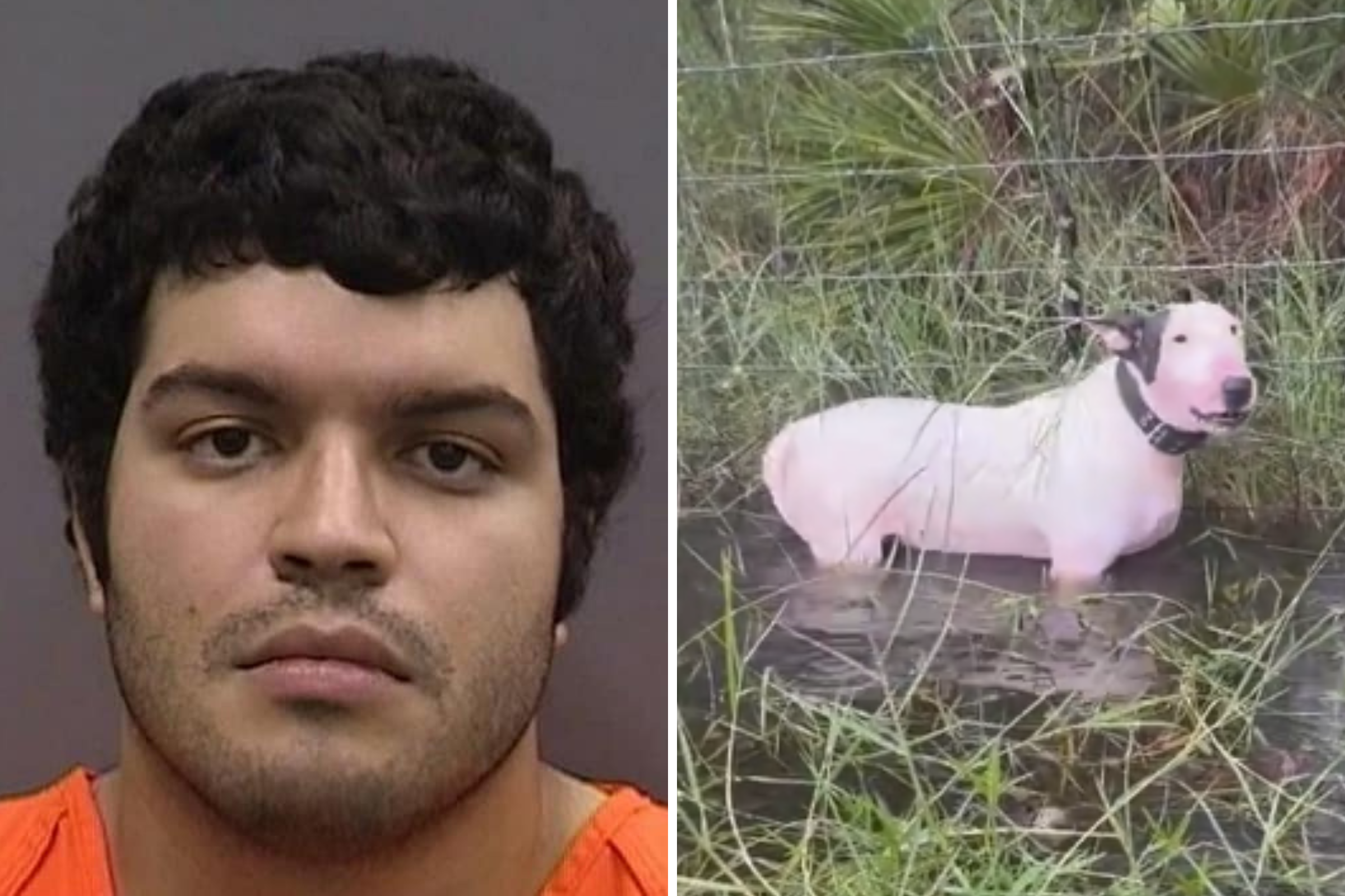 Man Who Left Dog Tied to Pole During Hurricane Milton Facing Charges