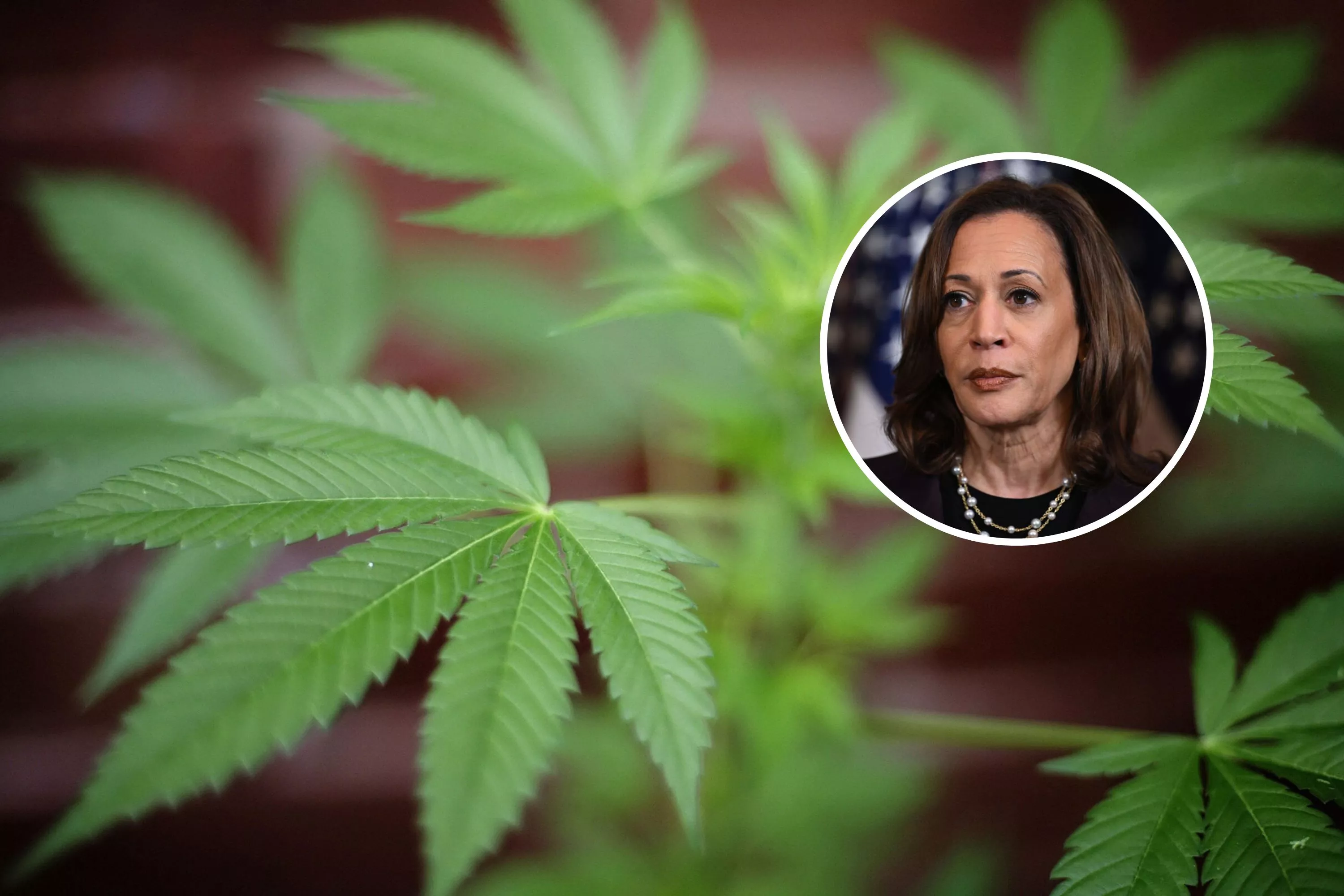 https://d.newsweek.com/en/full/2496823/kamala-harris-marijuana.webp