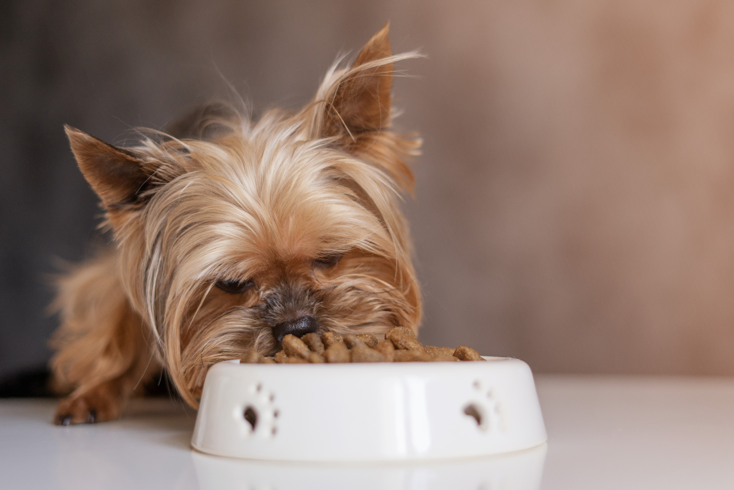 Dog carrying food bowl hotsell