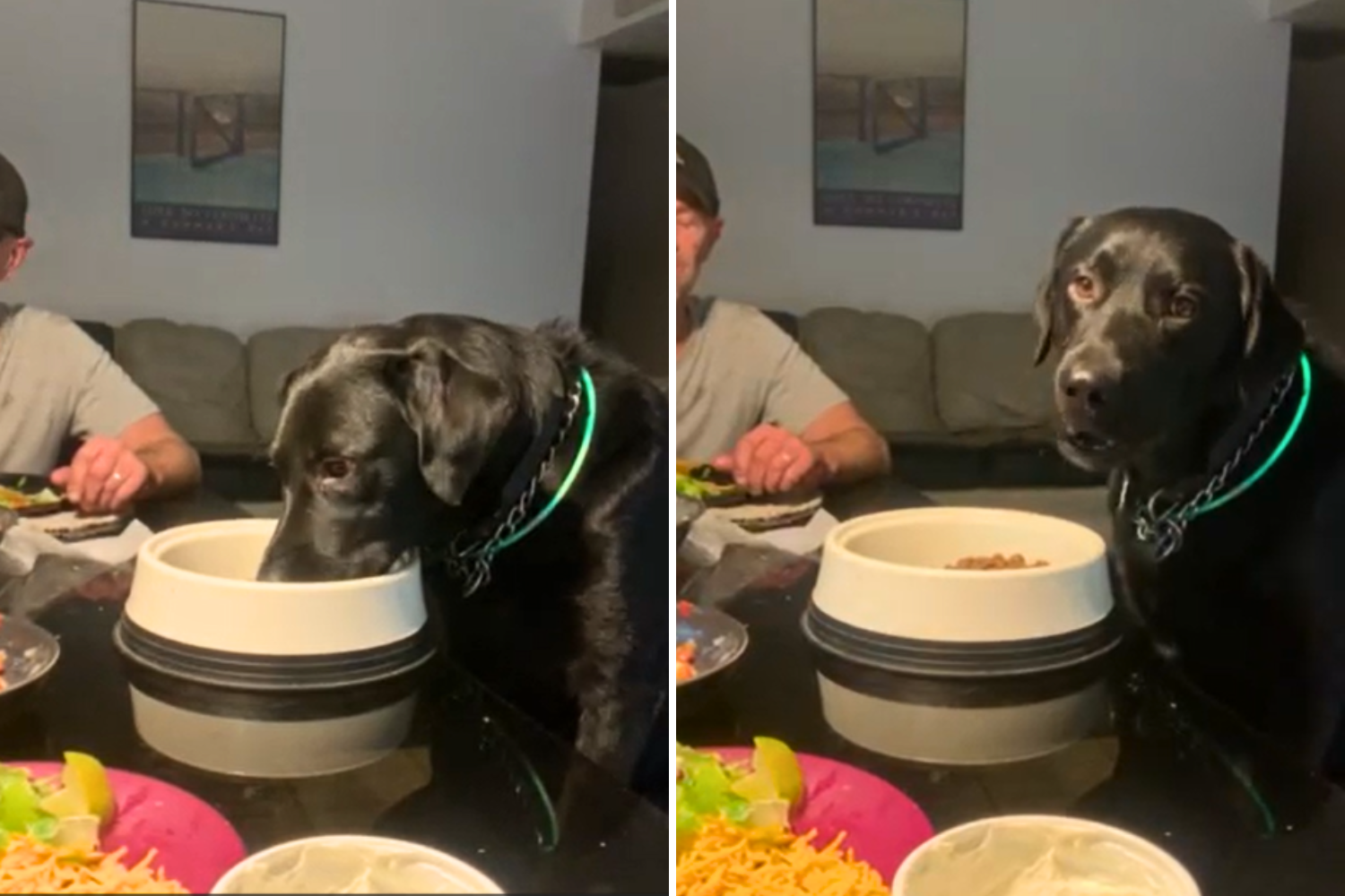 “Family Dinner Disrupted: Dog Steals the Spotlight and Becomes Pet of the Week!”