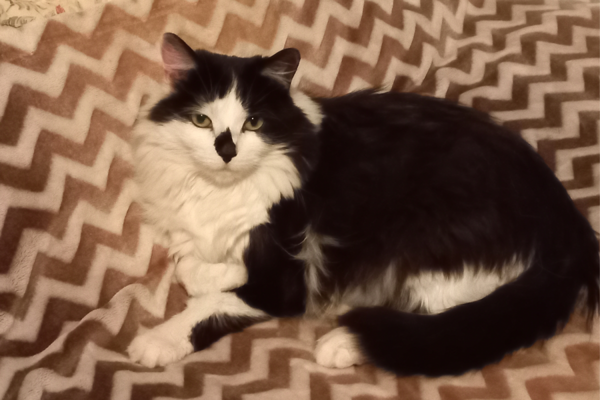 Horris the cat