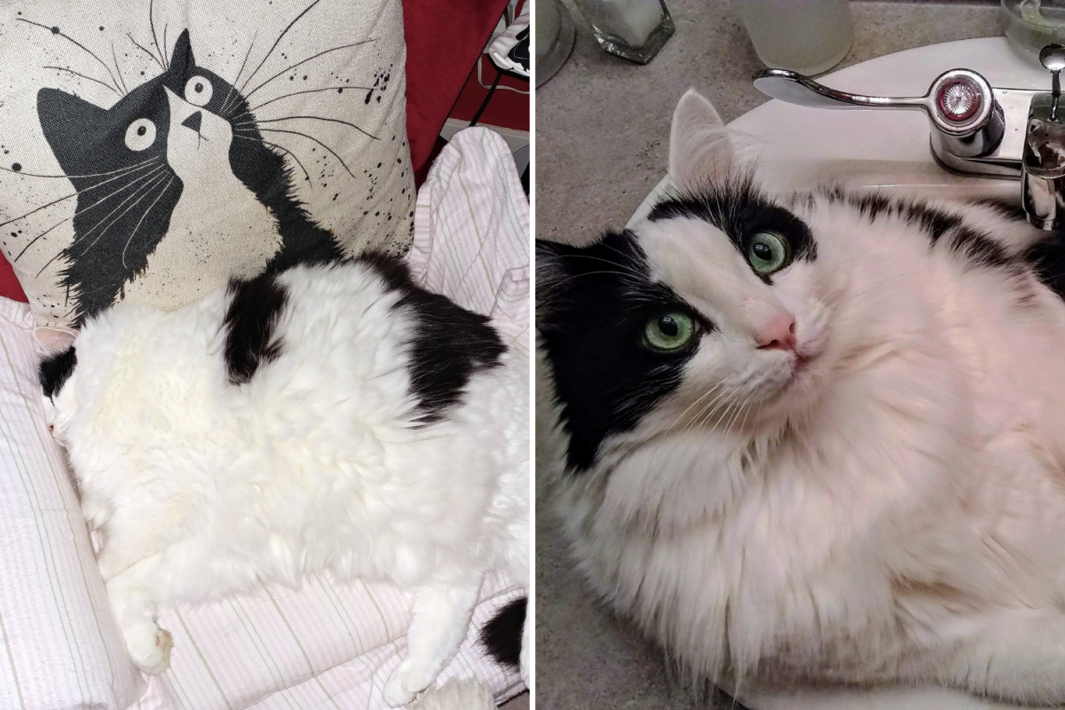 Ozzie the cat