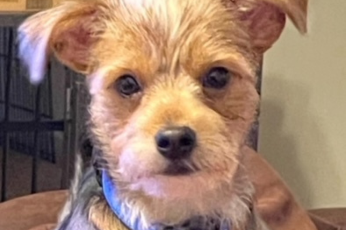Yogi the dog
