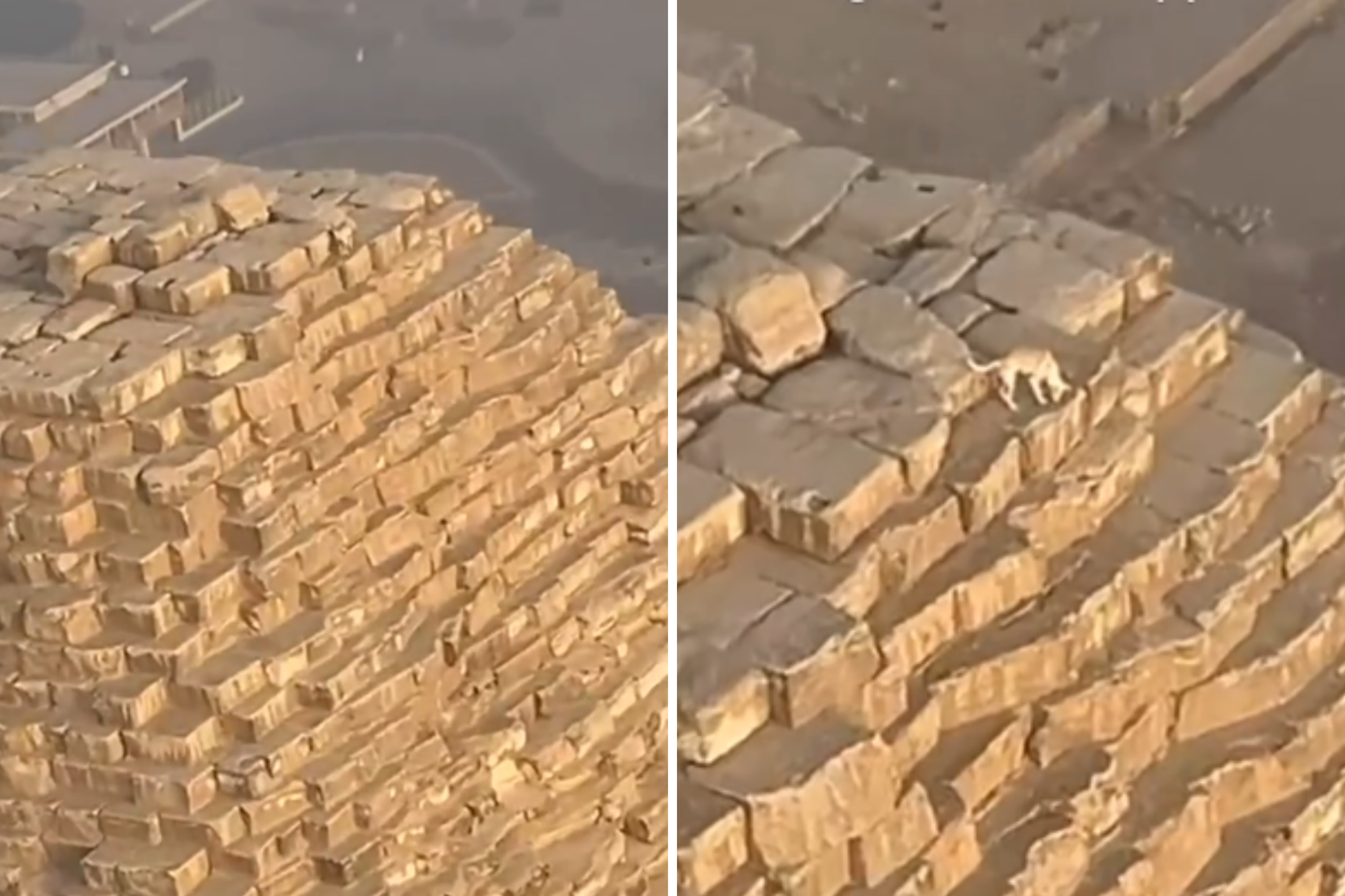 Man flying over Giza pyramids spots dog at summit of 455-foot peak