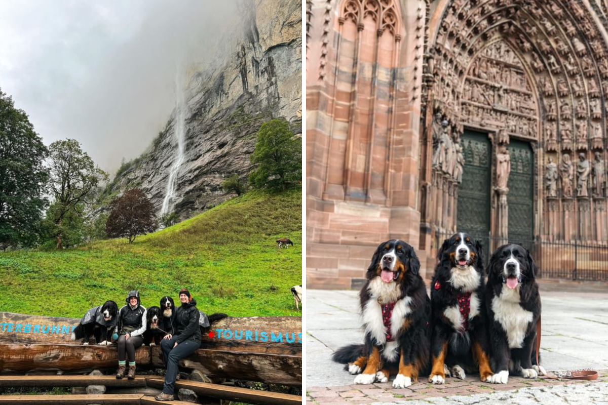 Three Bernese dogs